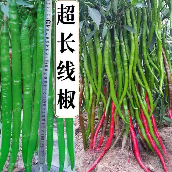 长香辣线椒种子薄皮特长春秋高产早熟种籽阳台四季辣椒蔬菜种孑