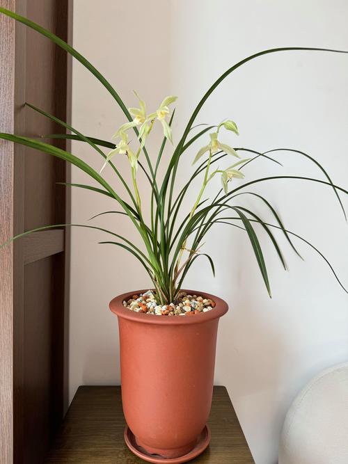 莲瓣兰大雪素，花朵端庄和谐，清雅高洁，花香清幽，花姿飘逸。