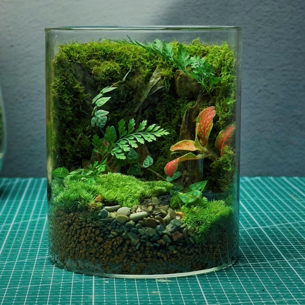 【送5只辣椒蟹苔藓微景观】盆栽植物桌面生态瓶真植物绿植