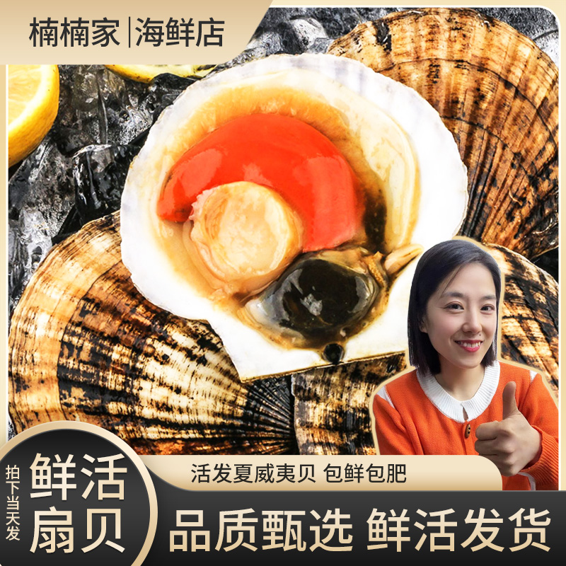 【大夏夷贝】大连夏夷贝二斤起拍（保鲜不保活）