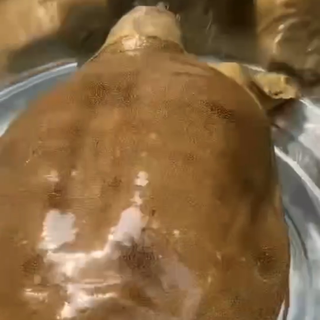 甲鱼（直播改价专用链接