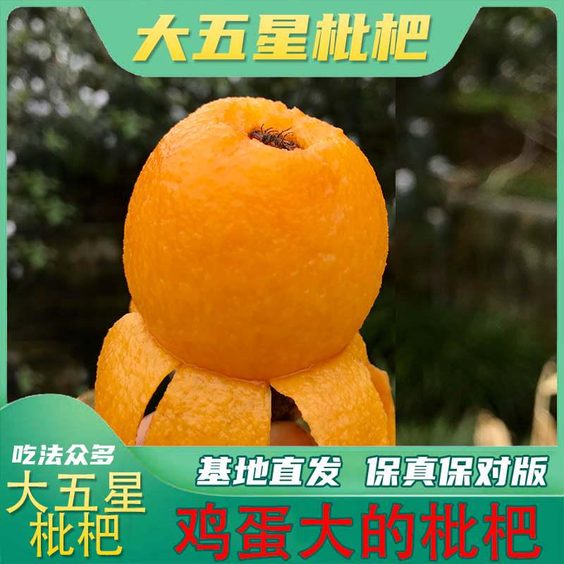 【大五星枇杷】优选容器杯苗嫁接枇杷苗南方地栽盆栽北方盆栽