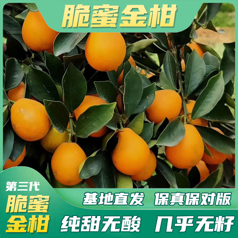 【正宗新品种脆蜜金柑】果树苗金桔批发柑橘果苗庭院盆栽嫁接苗