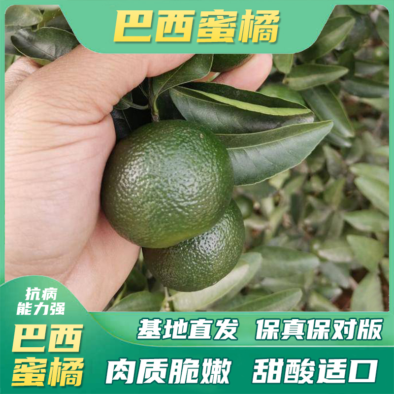 【巴西蜜橘】裸根苗嫁接柑橘类果苗地栽盆栽北方盆栽