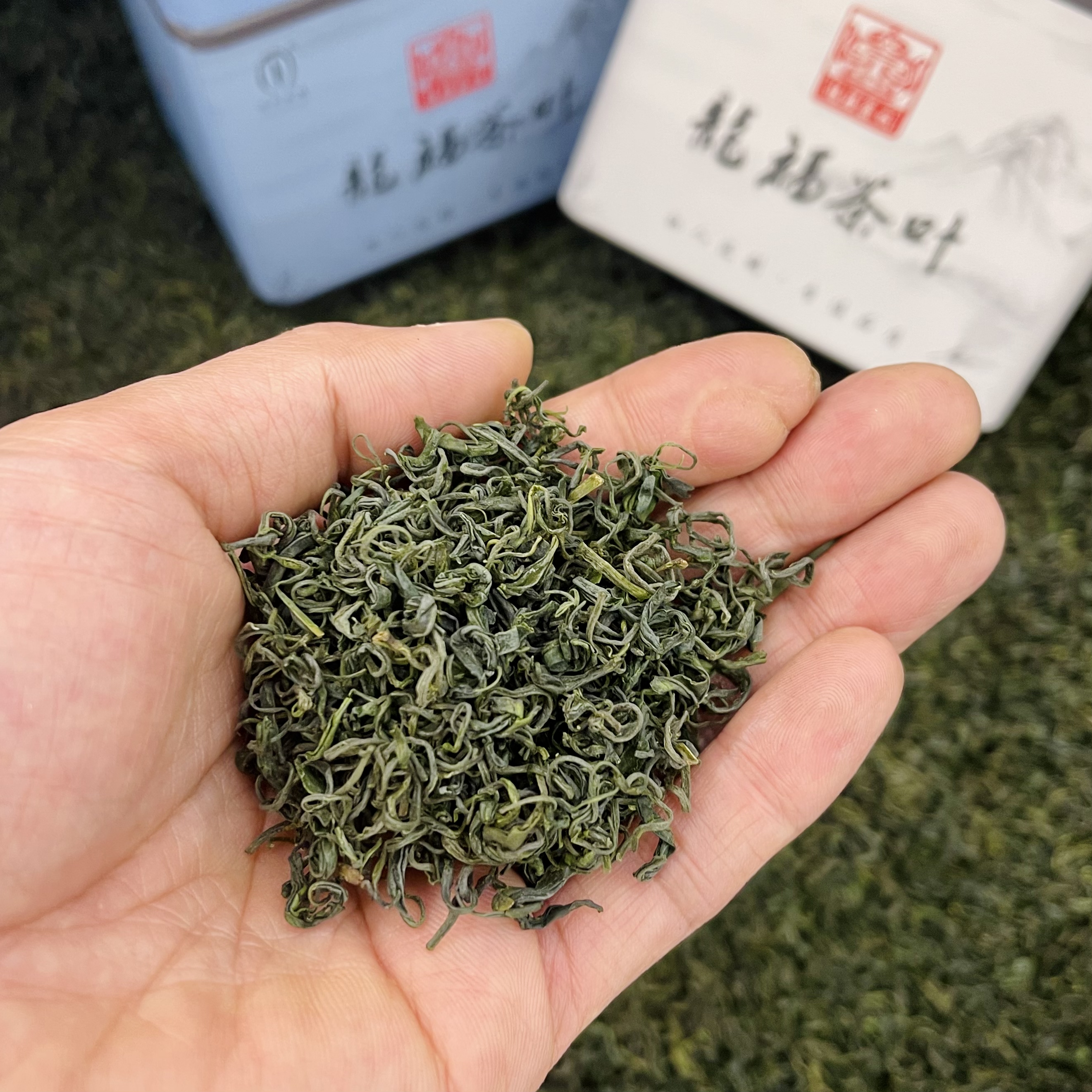龍福定制绿茶【贡品绿】500g 新人福利 口粮浓香型绿茶