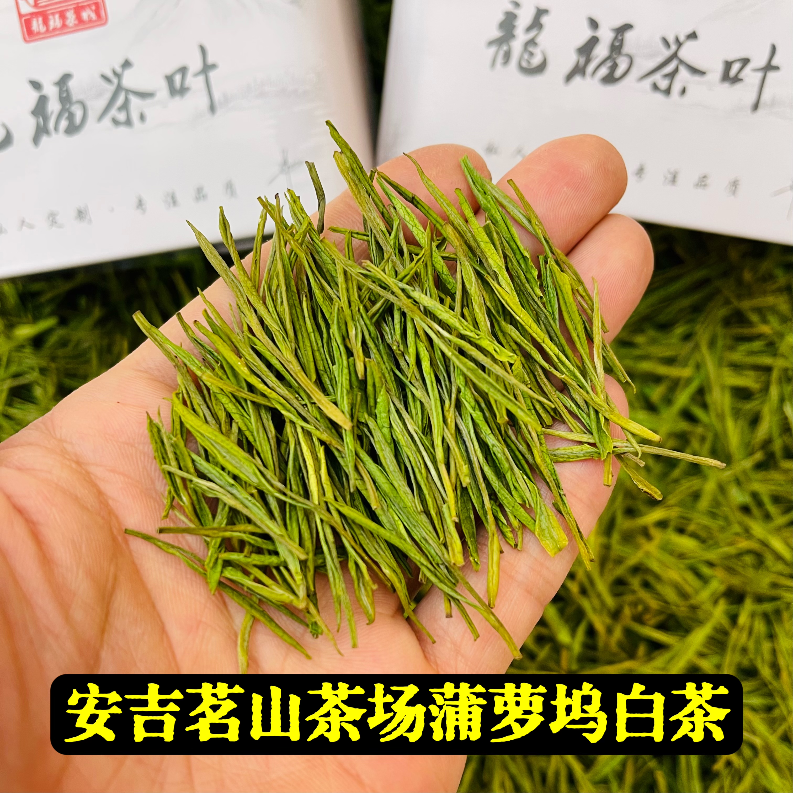 【蒲萝坞口粮1号】安白核心产区白茶2025年新茶绿茶叶明前兰花香