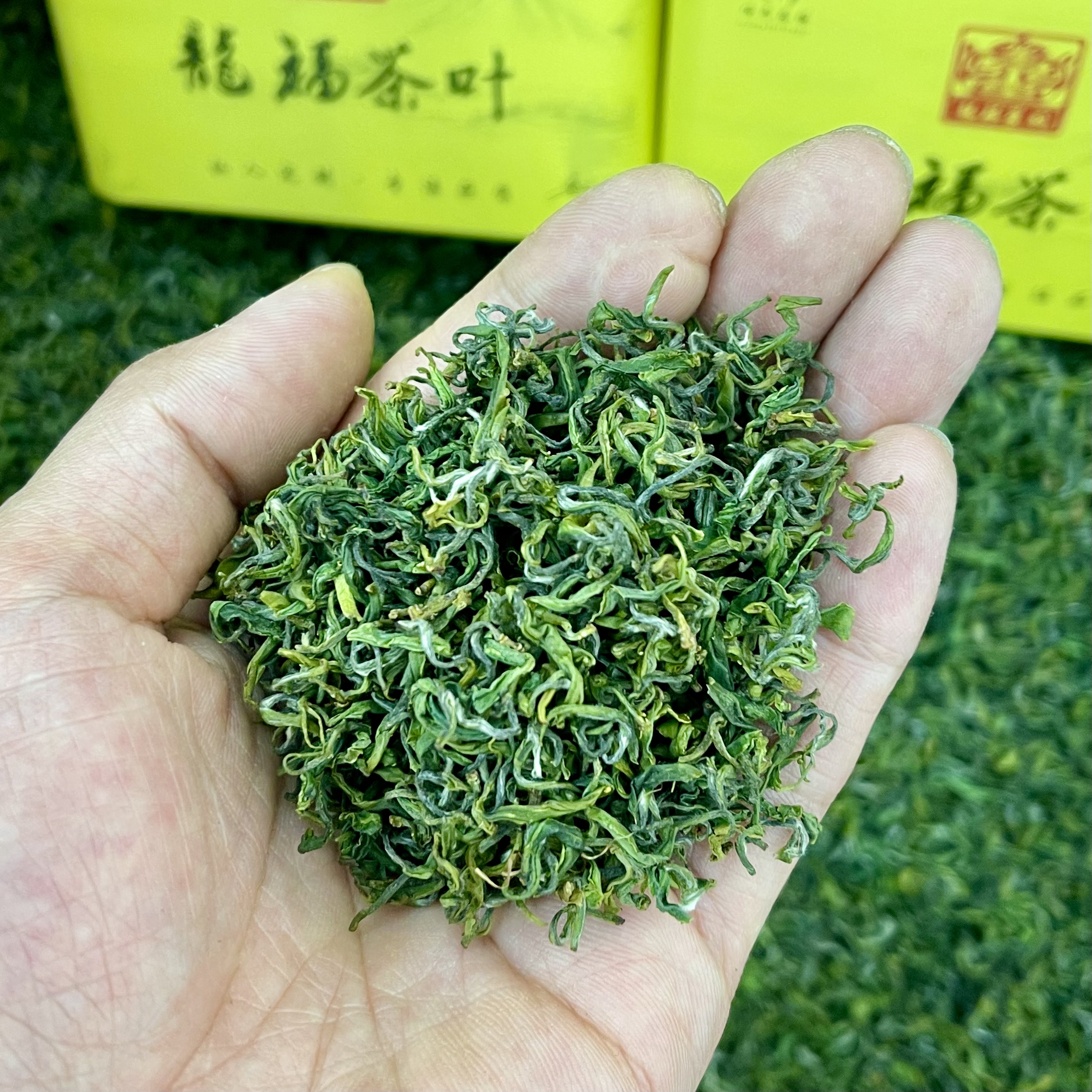 【爆款乌绿】2025年新茶明前栗香手工高山绿茶春茶季浓香型龍福定制