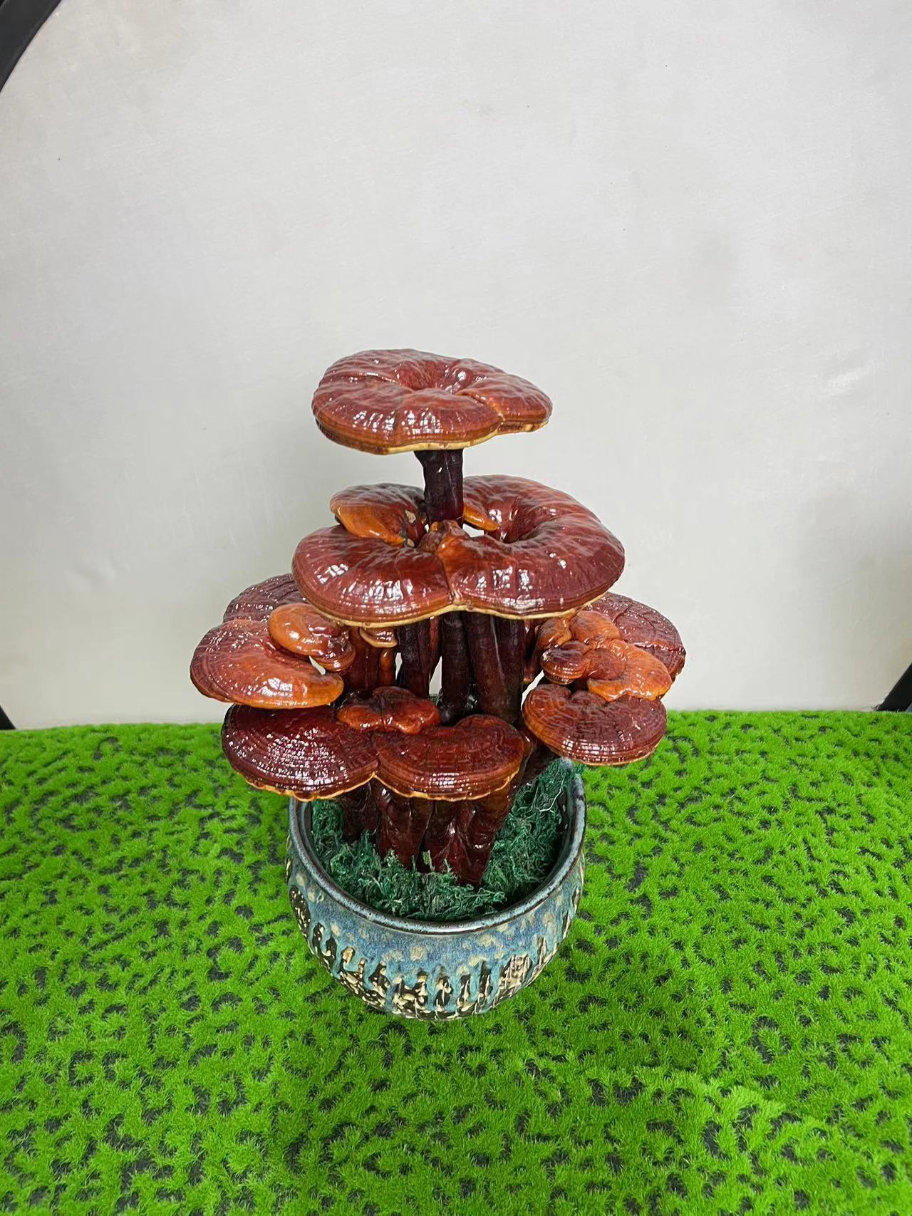 灵芝盆景一物一拍自带祥瑞之气好养灵芝美观