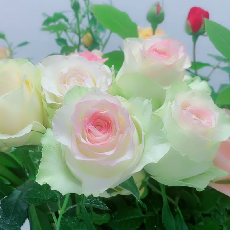 香水甜蜜爱莎玫瑰花苗月季花苗盆栽地栽阳台庭院四季循环开花