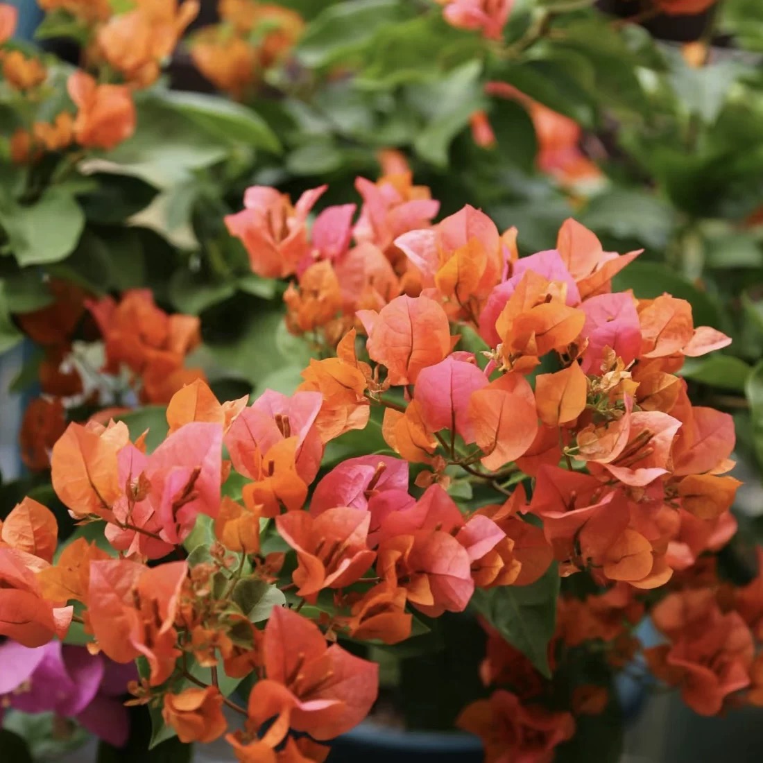 【绿叶橙】三角梅壮苗盆栽地栽三角梅树苗爬藤耐寒四季开花基地