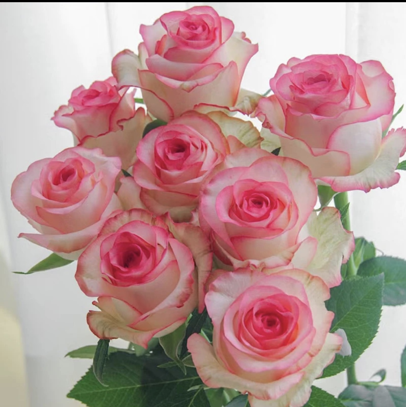 艾莎玫瑰【玫瑰花苗】月季花苗盆地栽四季开花 修剪不带花发货
