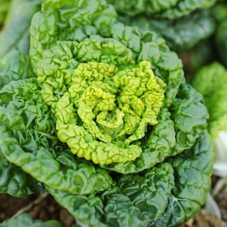 河南露天黄心菜乌塌菜新鲜蔬菜当季蔬菜