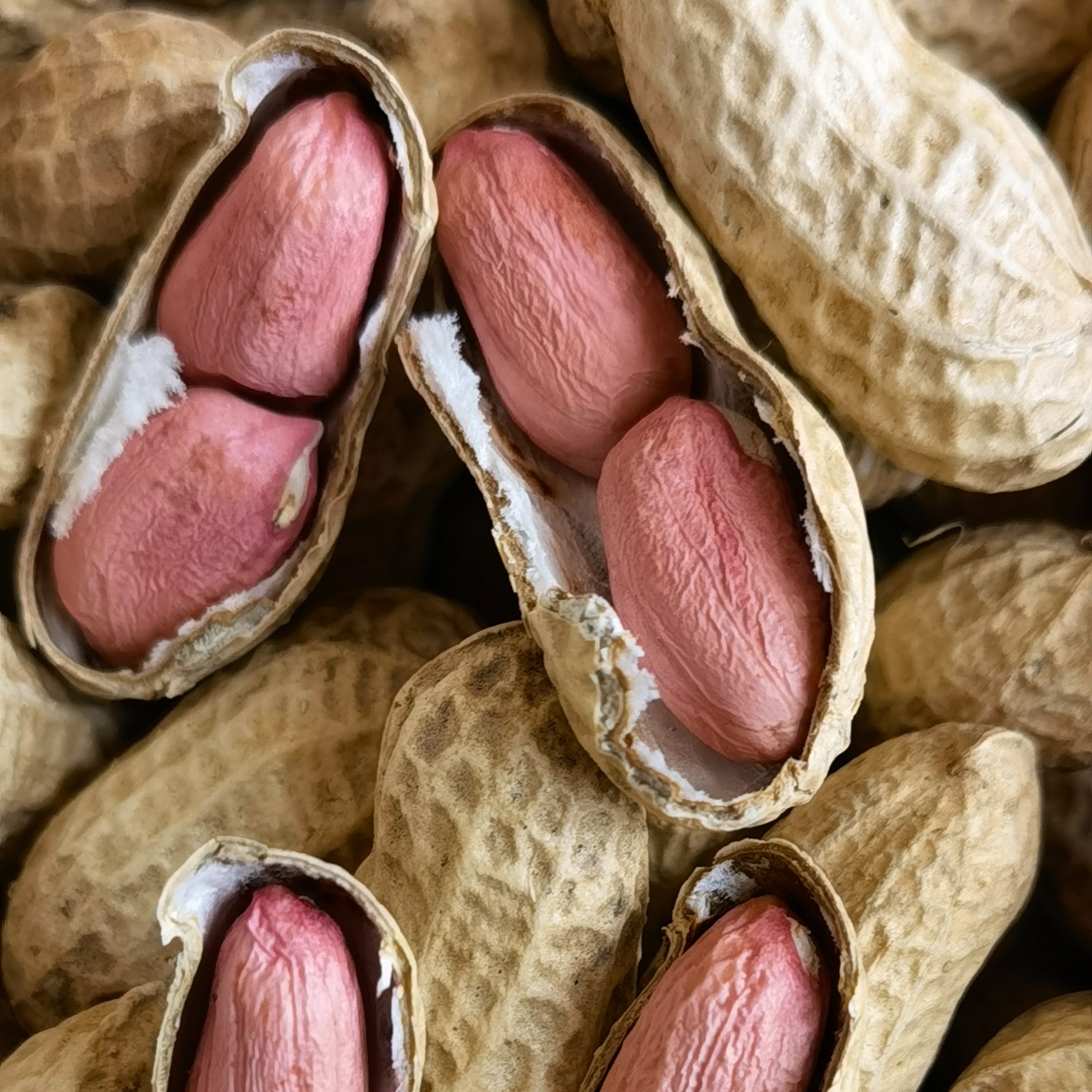 四川水果花生干花生带壳泥巴花生可做种子比七彩花生甜个别有虫吃