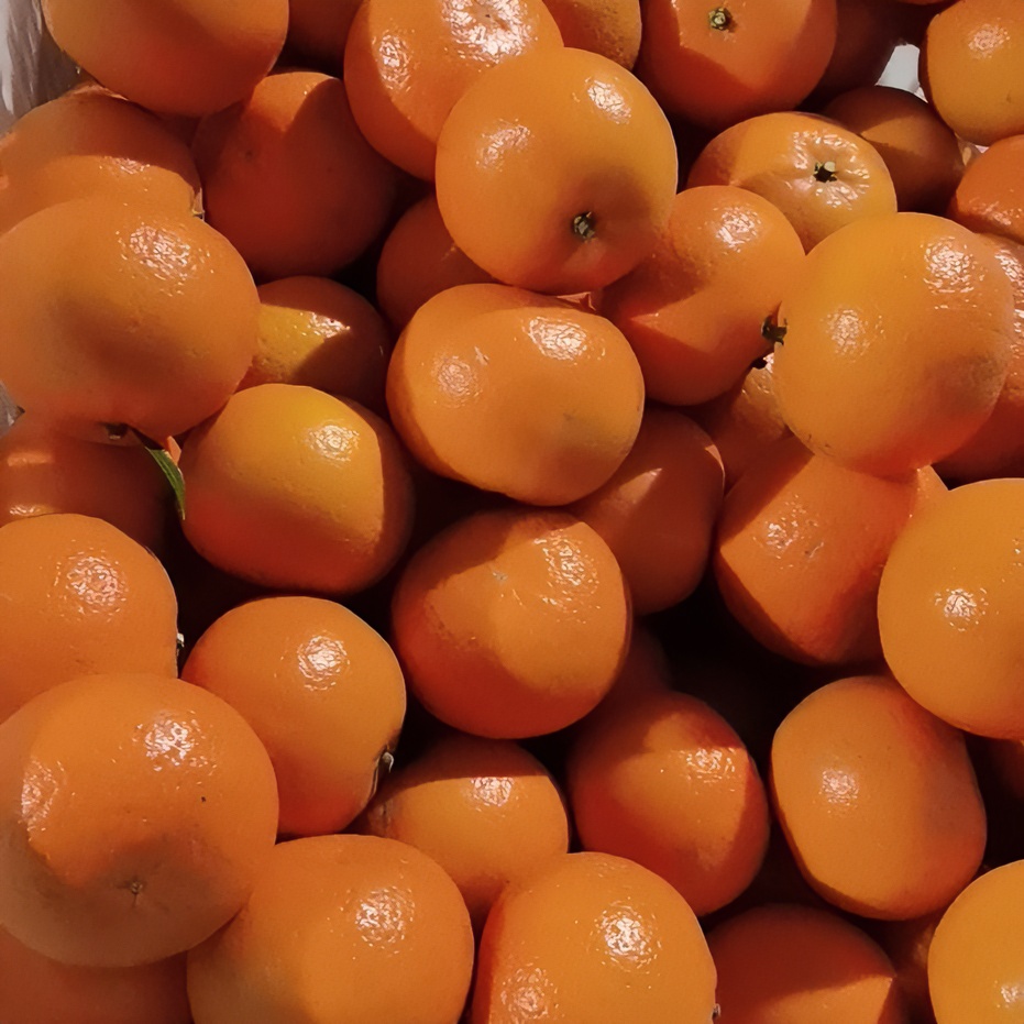 祝哥正宗四川沃柑买柑子新鲜水果柑橘爆汁抖音团购正宗沃柑大果