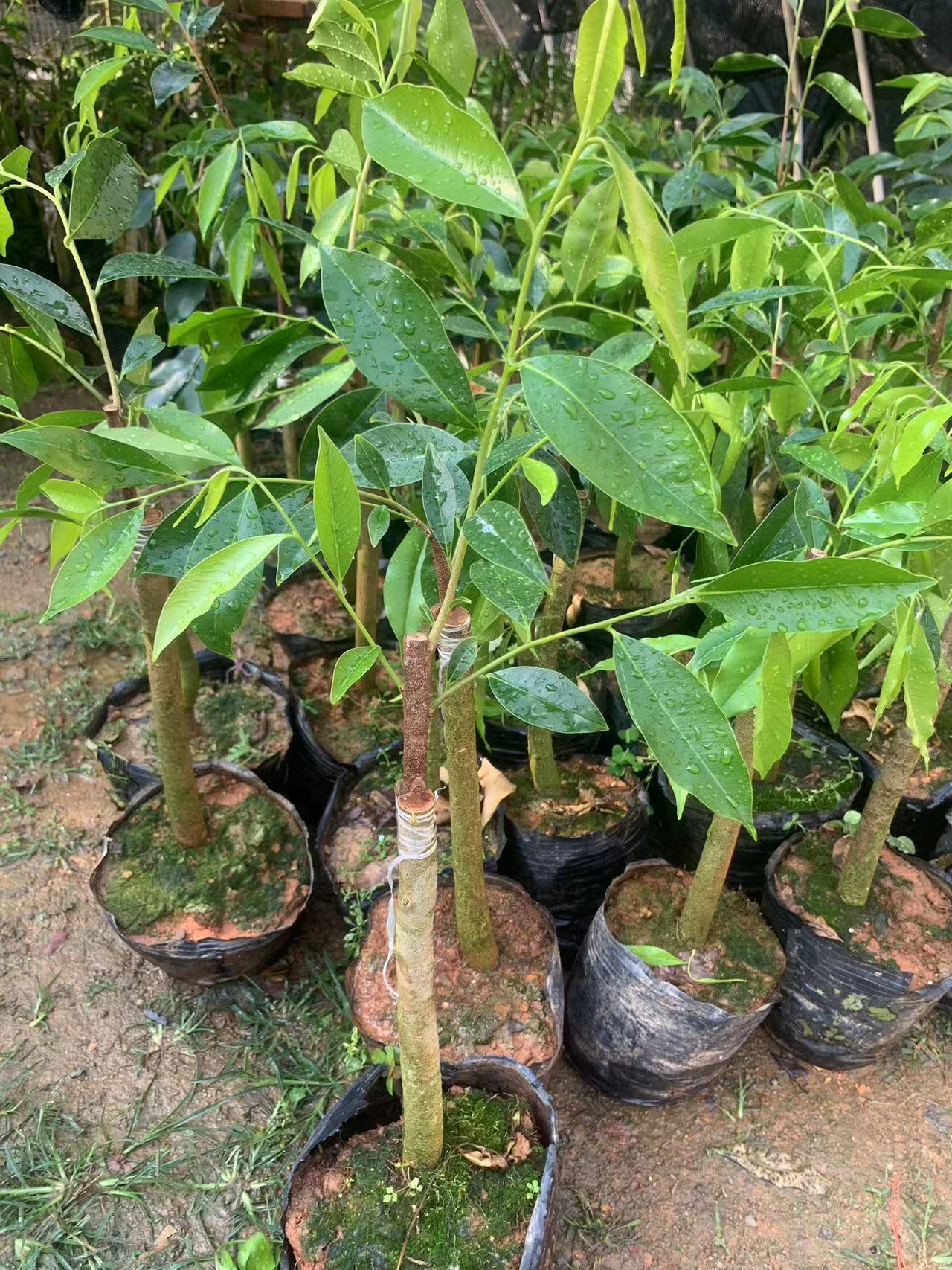 树心油内熟高产广大香农喜欢的品种可盆栽可绿植