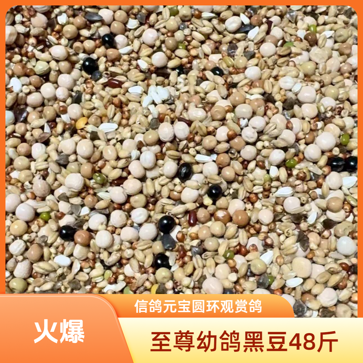 新鲜干净有小麦豆类五谷高蛋白至尊幼鸽黑豆48斤信鸽元宝圆环