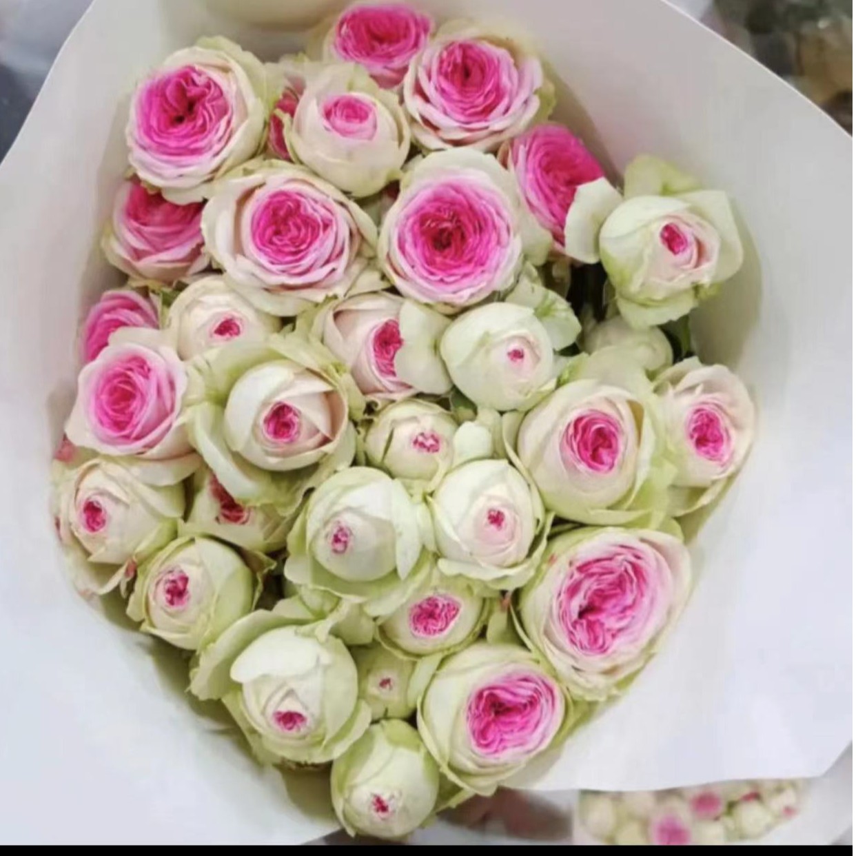 【冰淇淋】玫瑰花盆栽   好养好看  阳台庭院可栽培