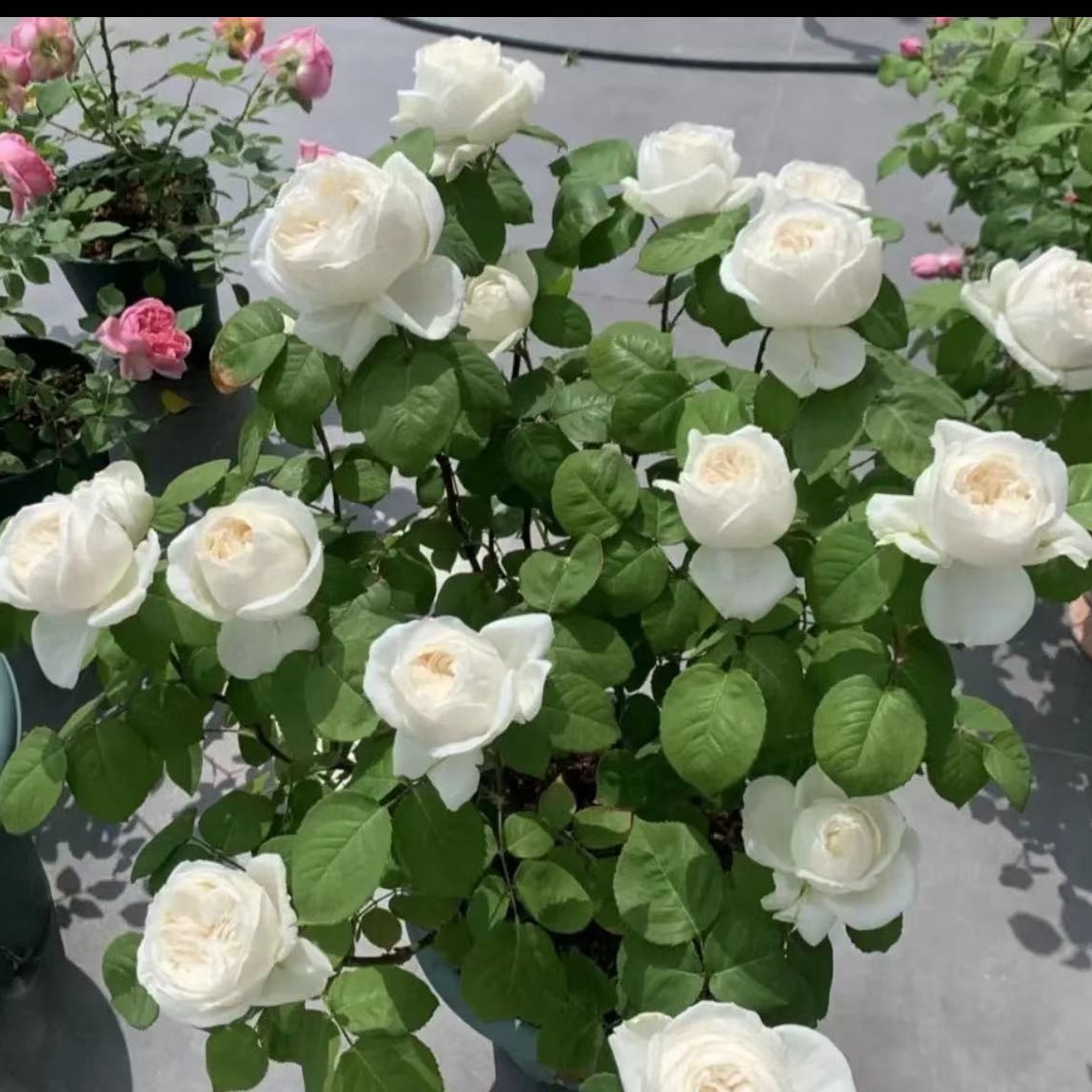 精品网红月季【伊芙婚礼之路】浓香型 白色大花春季冬季夏季阳台
