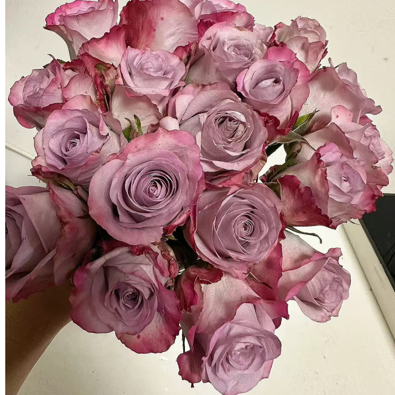 超新品 珂赛特 高酒杯庄切花玫瑰 盆栽月季  大花