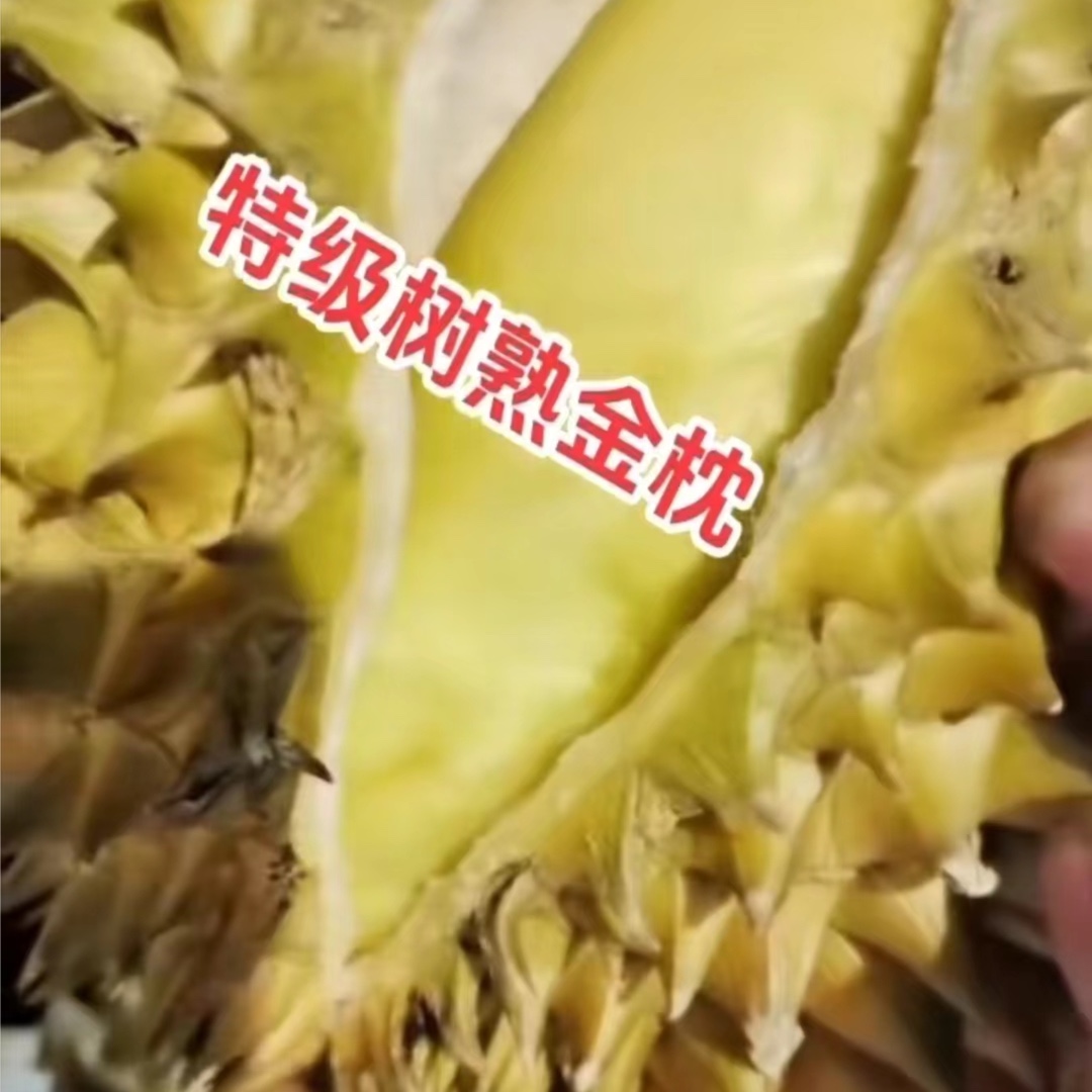 金枕树熟榴莲