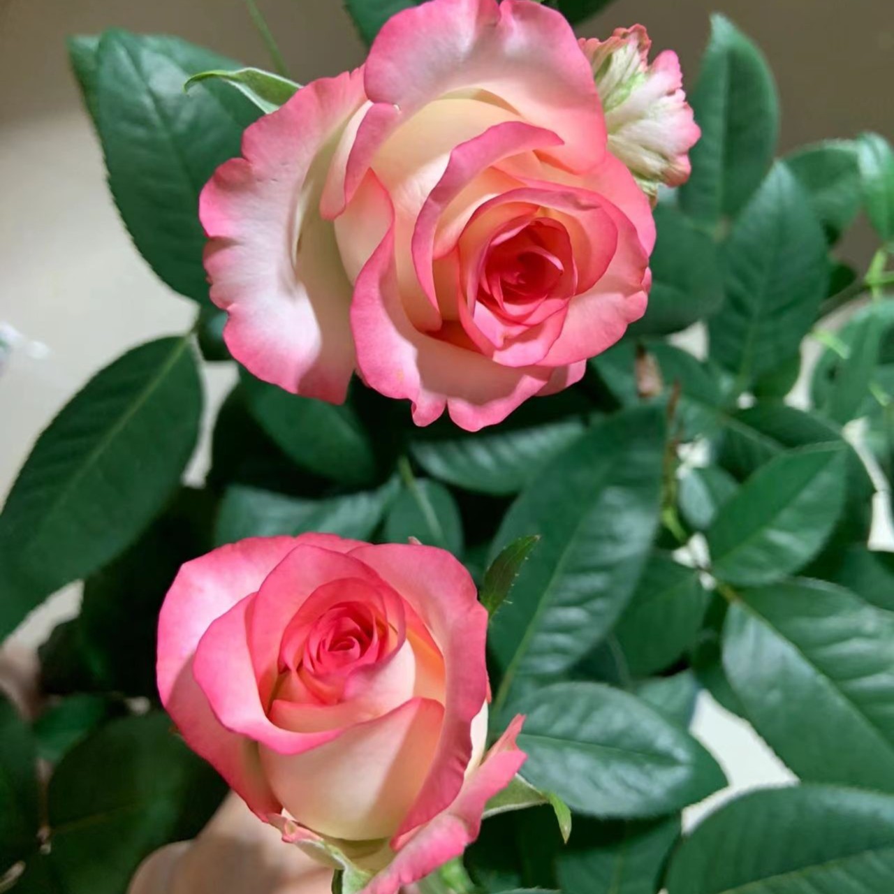 灌木切花月季爱莎/艾莎月季花苗盆栽庭院玫瑰梦露户外扦插中苗