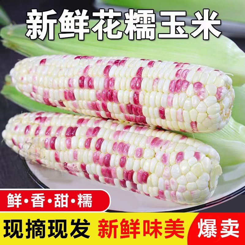 广西新鲜现摘现发五彩小花糯带皮粘黏玉米棒苞谷