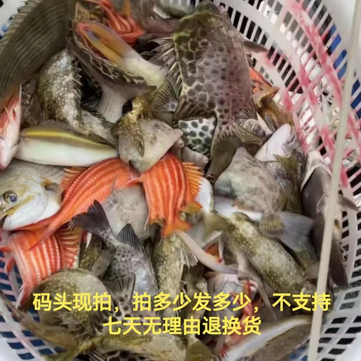 北部湾天然海捕石斑海杂鱼5斤顺丰包邮