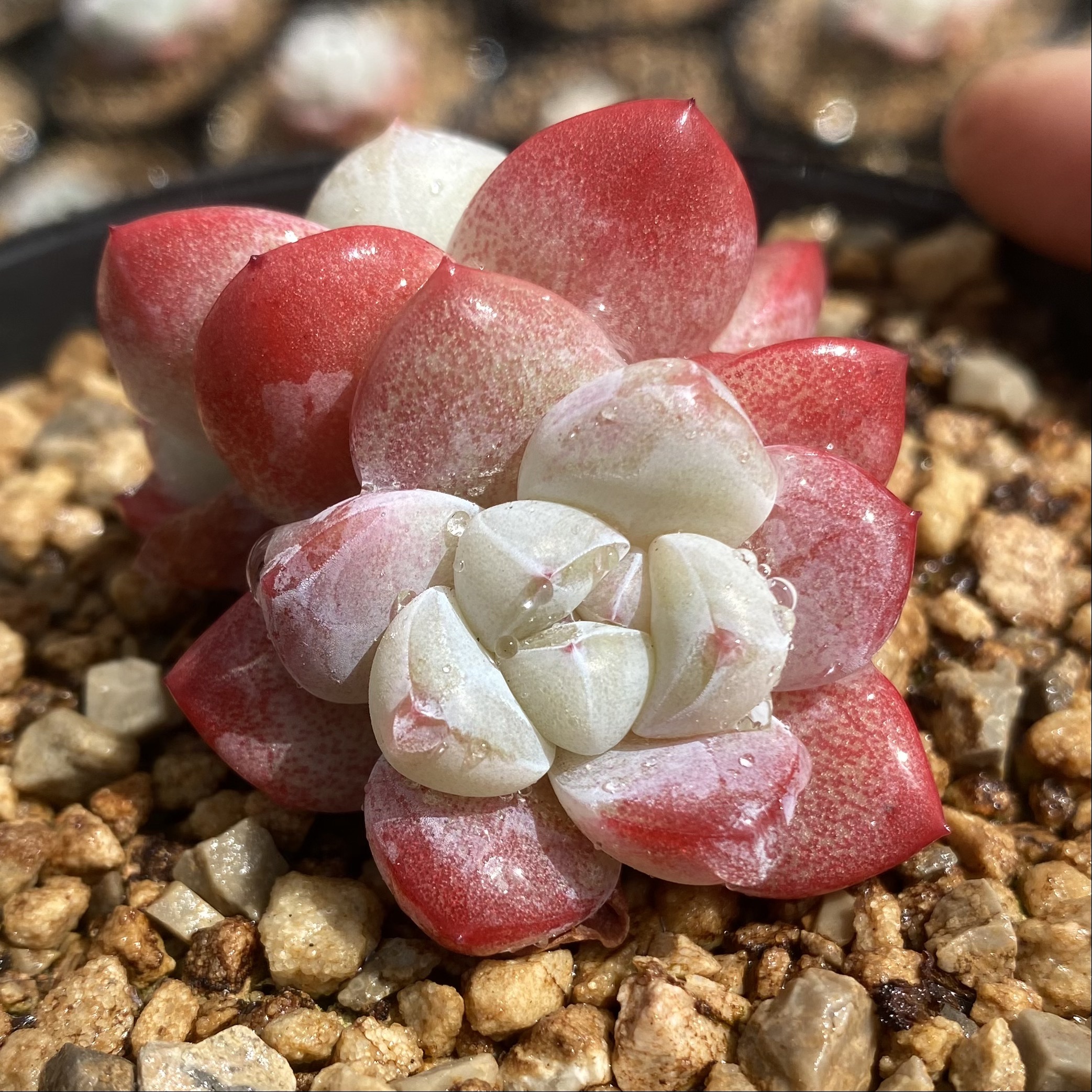 萝卜叔叔精品多肉直播链接3（拍下对应编号） 多肉植物