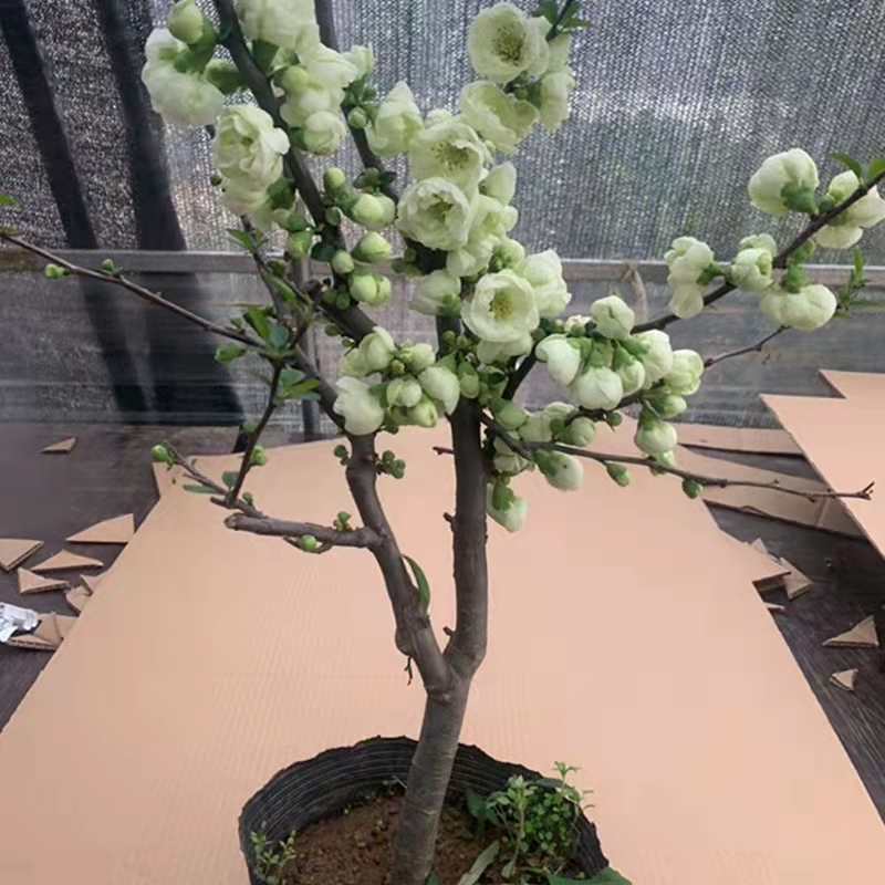 绿宝石海棠花盆栽四季海棠花银长寿海棠盆景室内绿植花卉盆栽