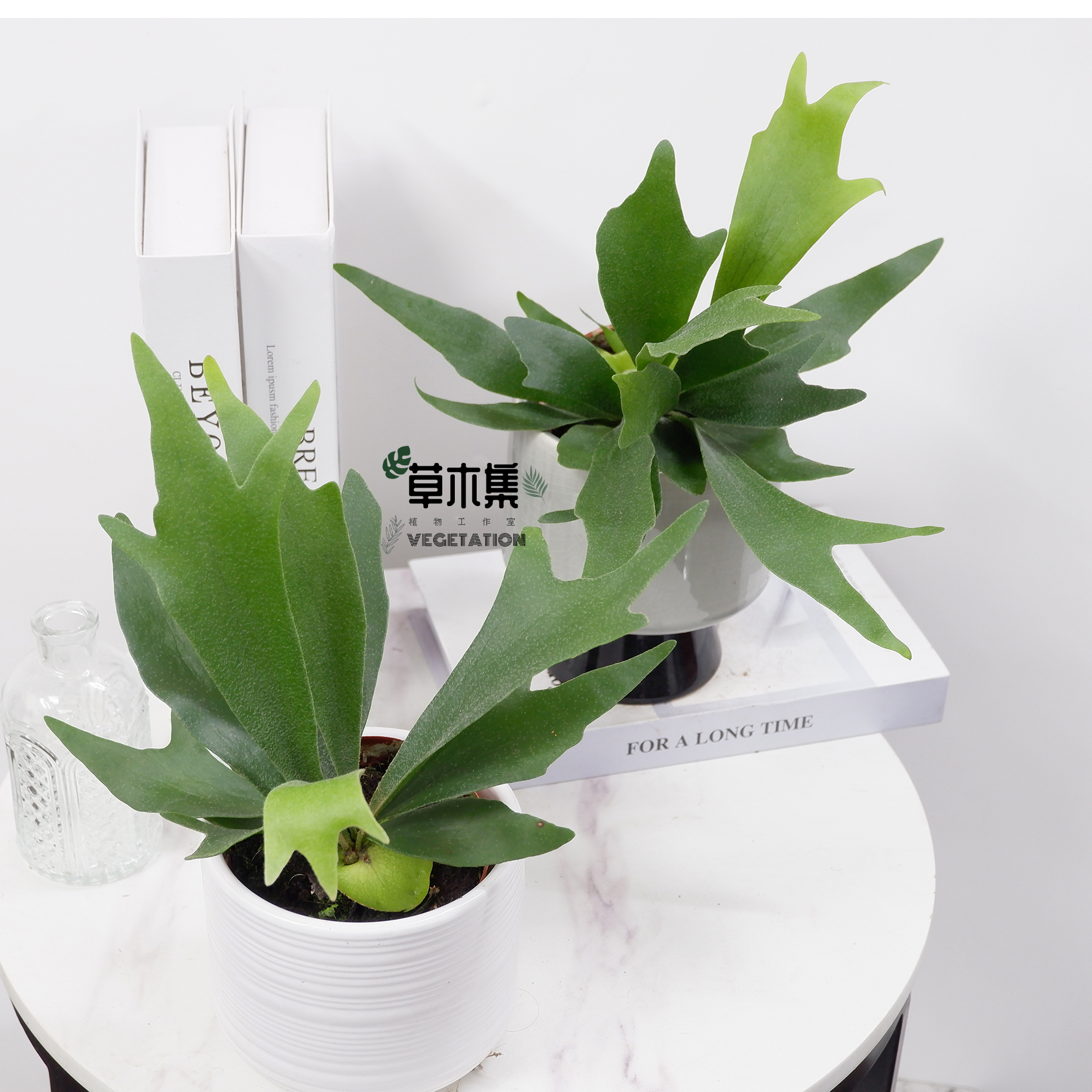 鹿角蕨悬挂绿植苔藓蕨类植物二岐鹿角蕨盆栽水培壁挂网红室内绿植