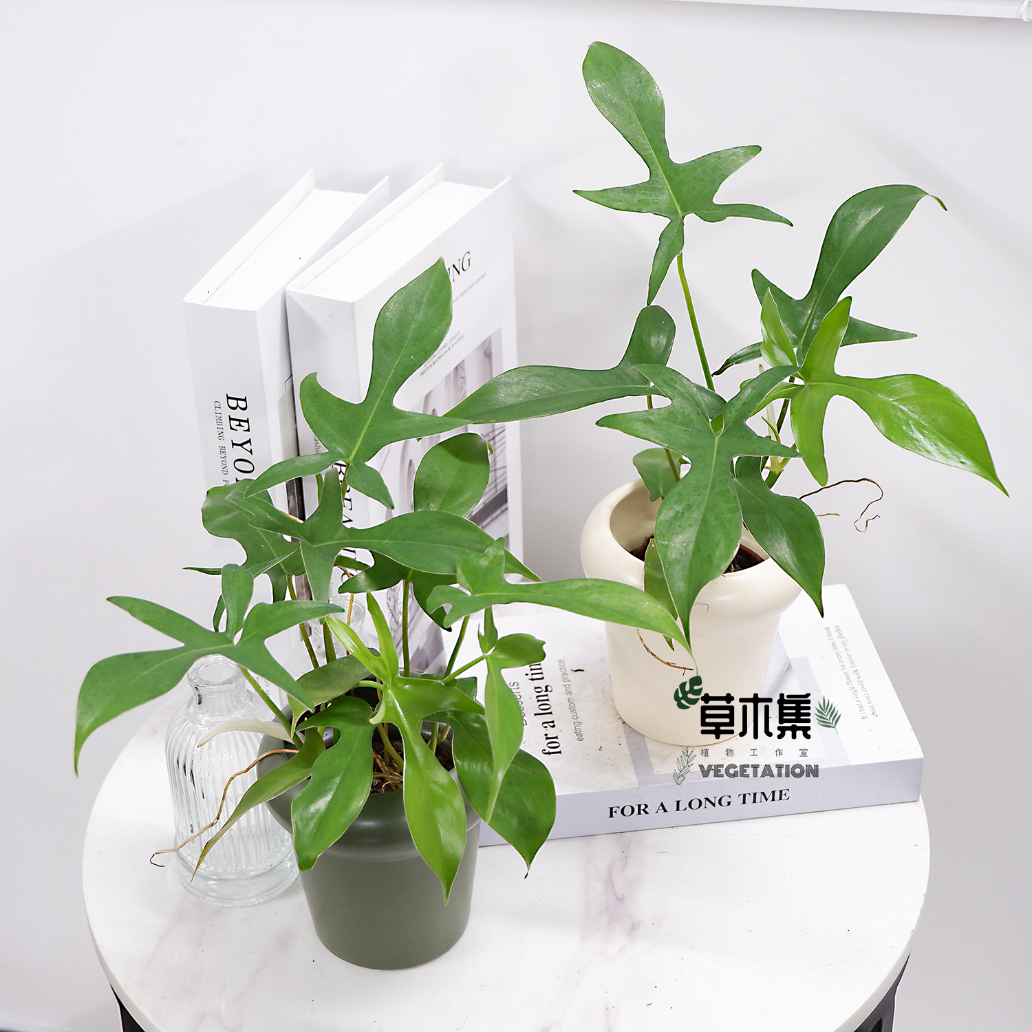 《草木集｜快乐小手蔓绿绒》指端穿梭绿意，绿潮涌动欣喜绿植室内。