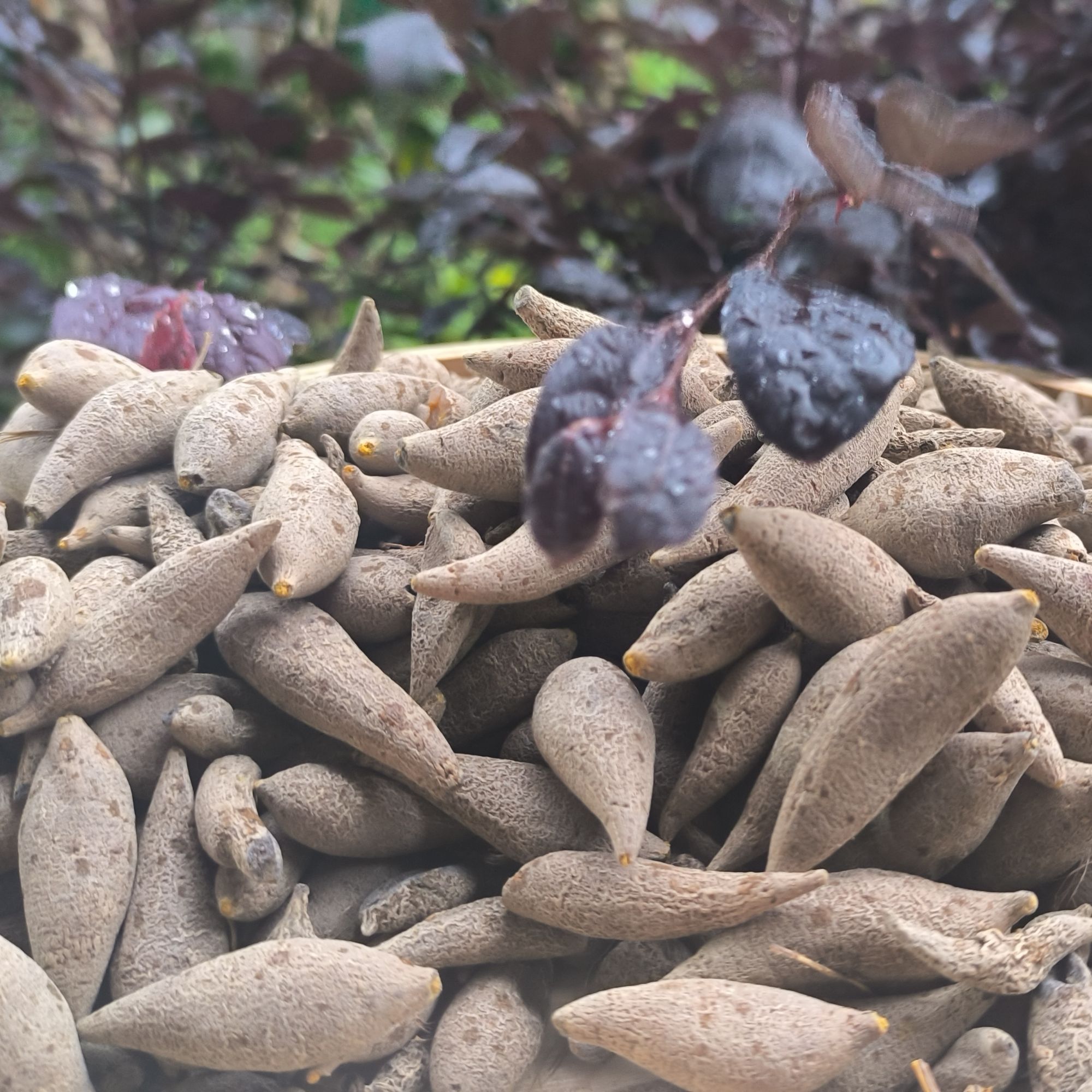 1【血-珀-丹】净含量：250g-1000g【希希现收】菌