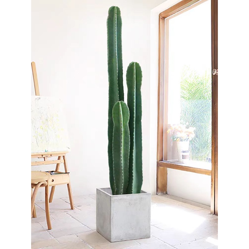 北欧风量天尺仙人柱大型盆栽客厅绿植室内好养植物
