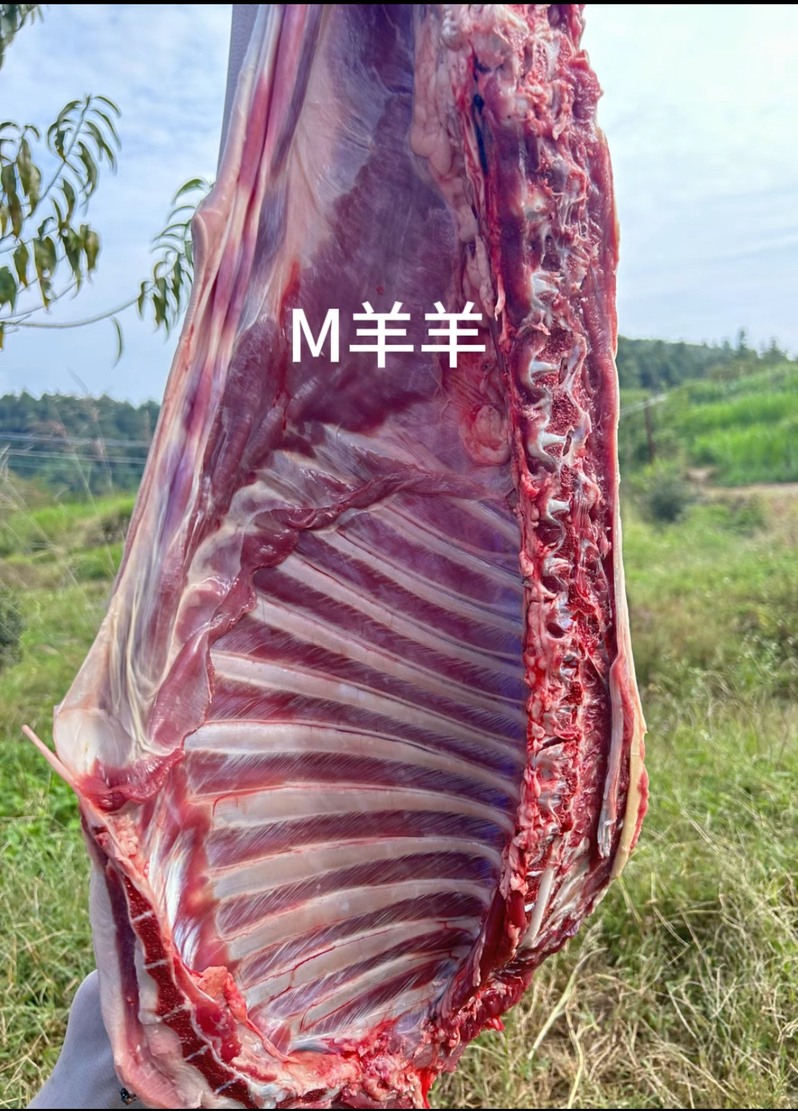 农家散放跑山羊，带皮生羊肉，现场称重，顺丰冷链包邮