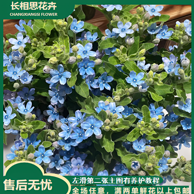 蓝星花 按把不按枝  任意2单以上发货包邮鲜花直发