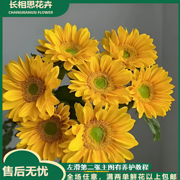 迷你绿心向日葵  任意2单以上发货包邮鲜花直发