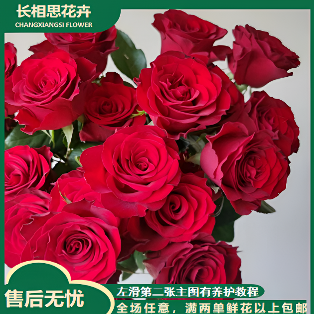 高原红玫瑰  任意2单以上发货包邮 鲜花直发