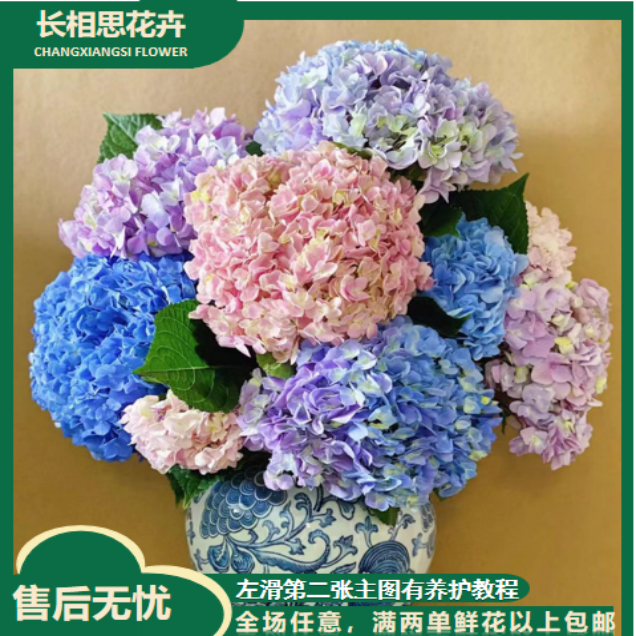 不选色绣球  花头小  任意2单以上发货包邮 鲜花直发