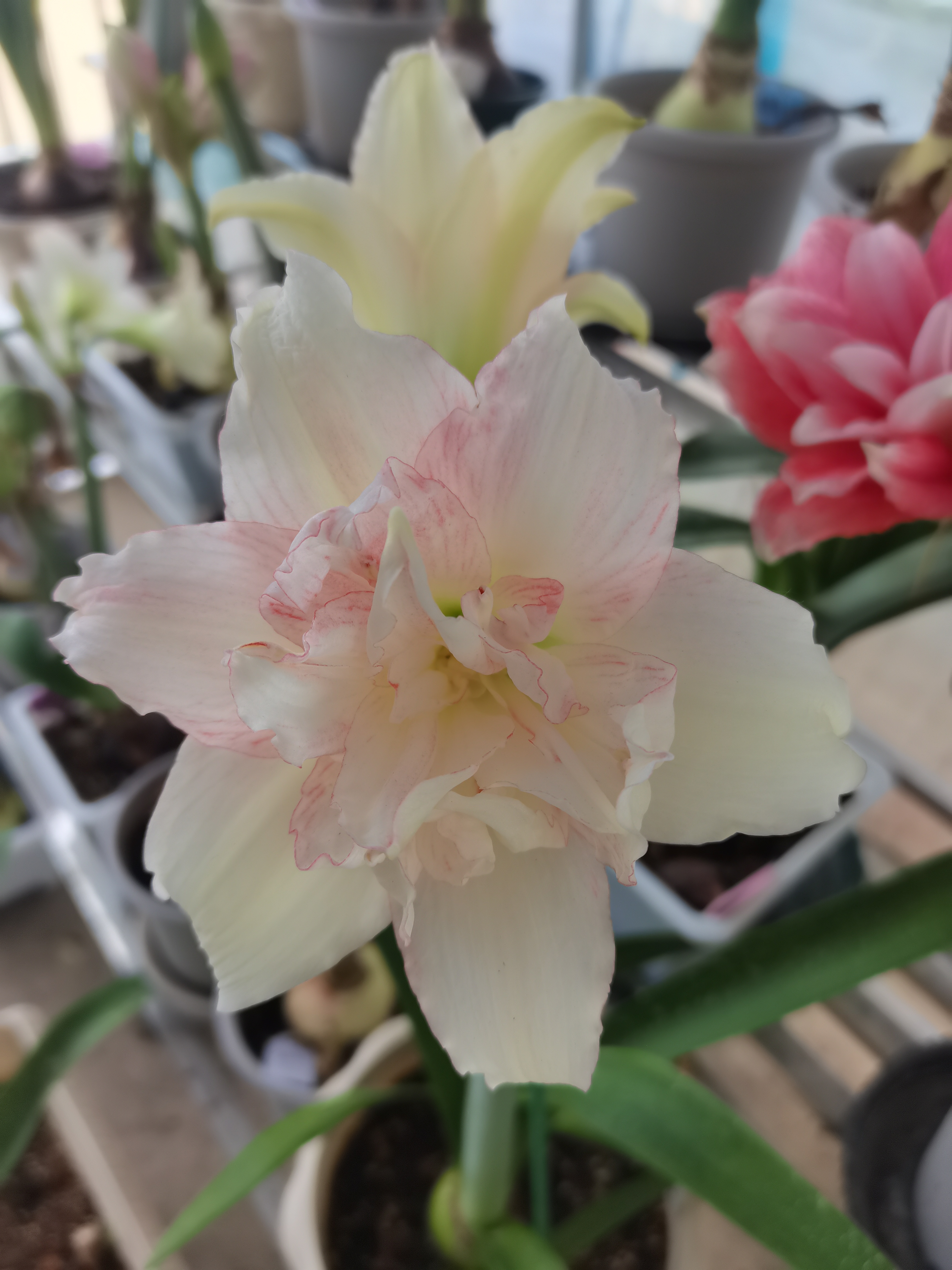 豆蔻中苗4.5～5左右厘米朱顶红植物香味