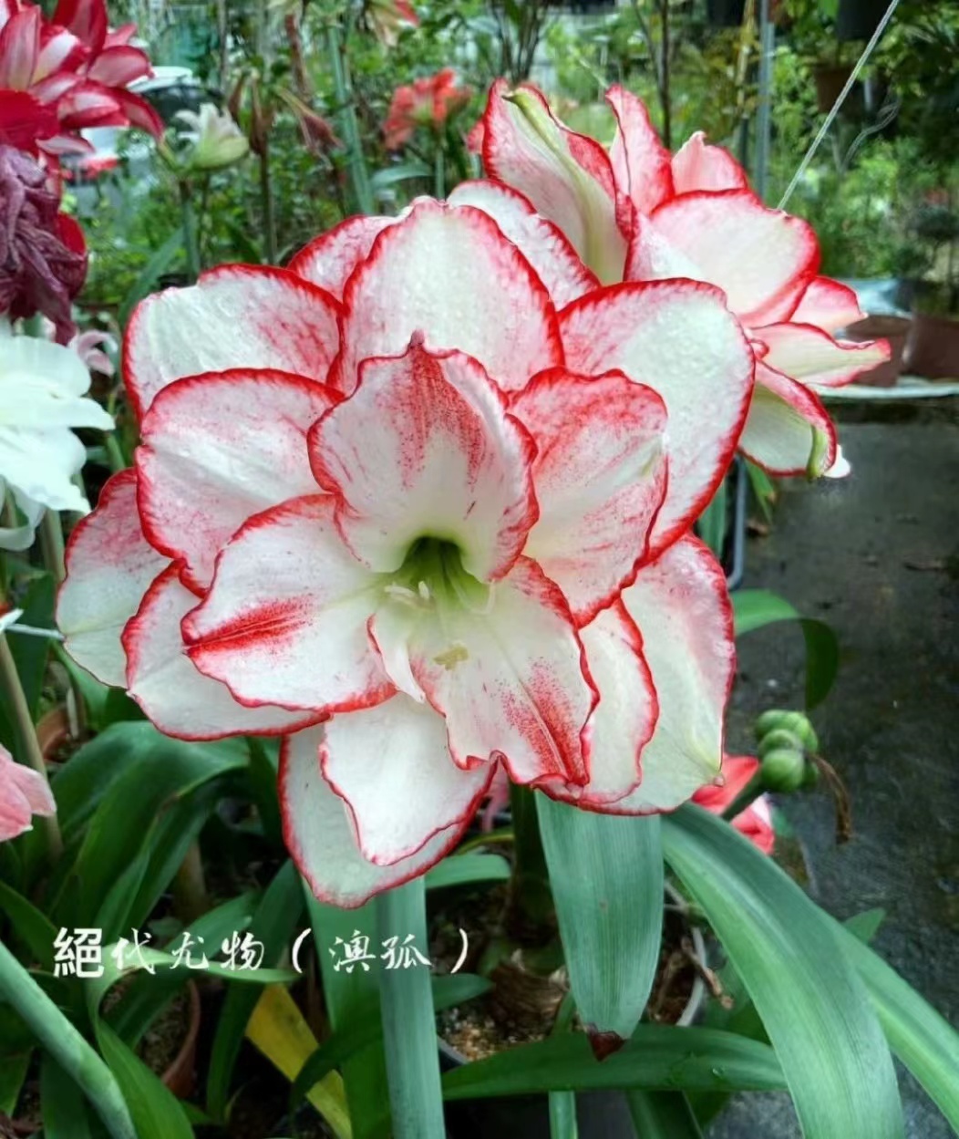 绝代尤物中小苗7左右带侧朱顶红