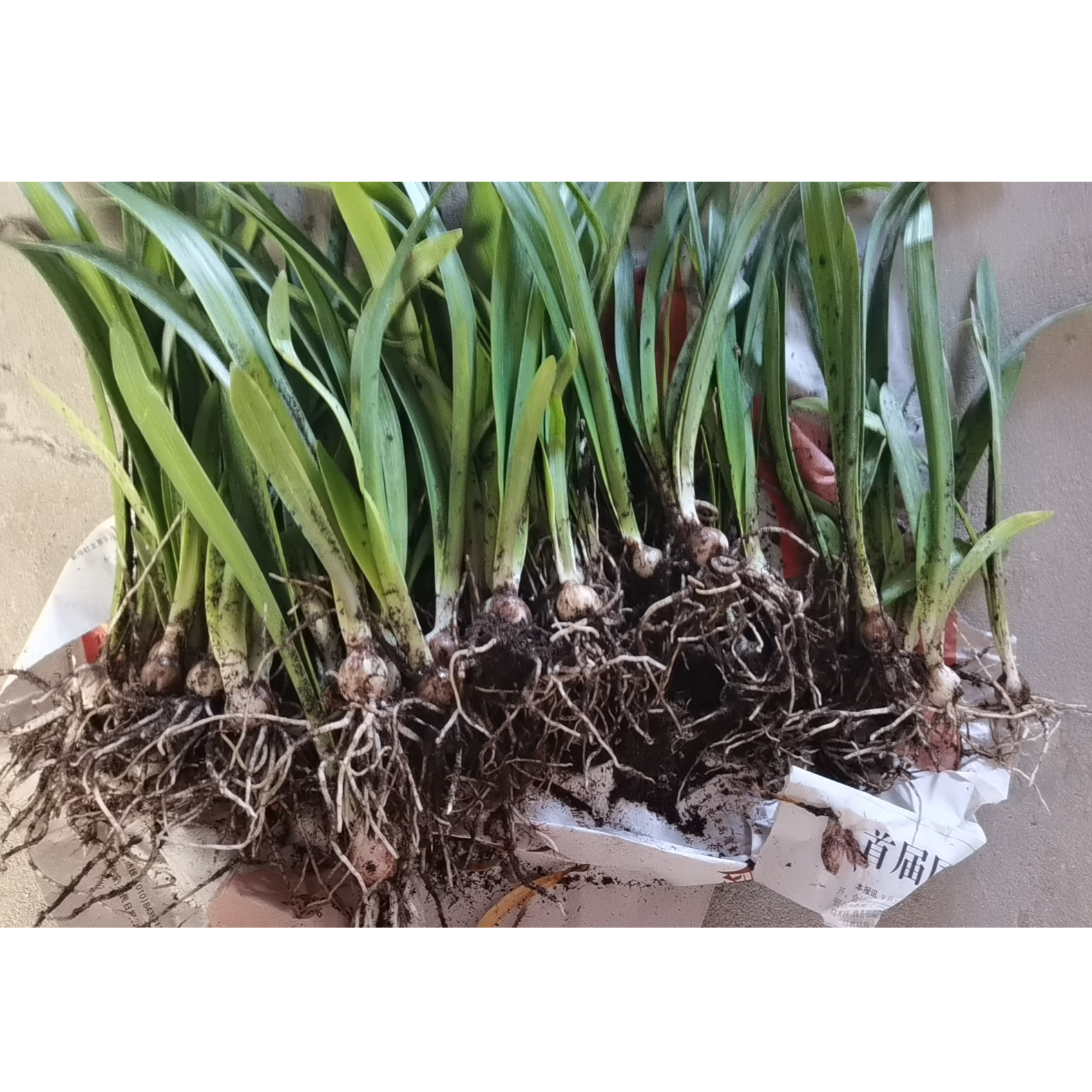 一叶扁舟朱顶红中苗3+