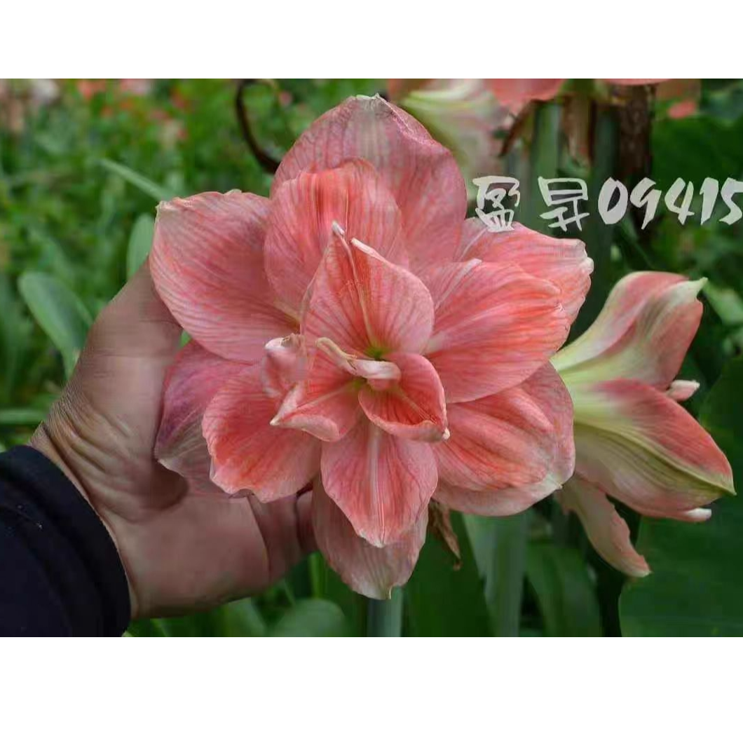 盈升09415朱顶红花球7～8带侧