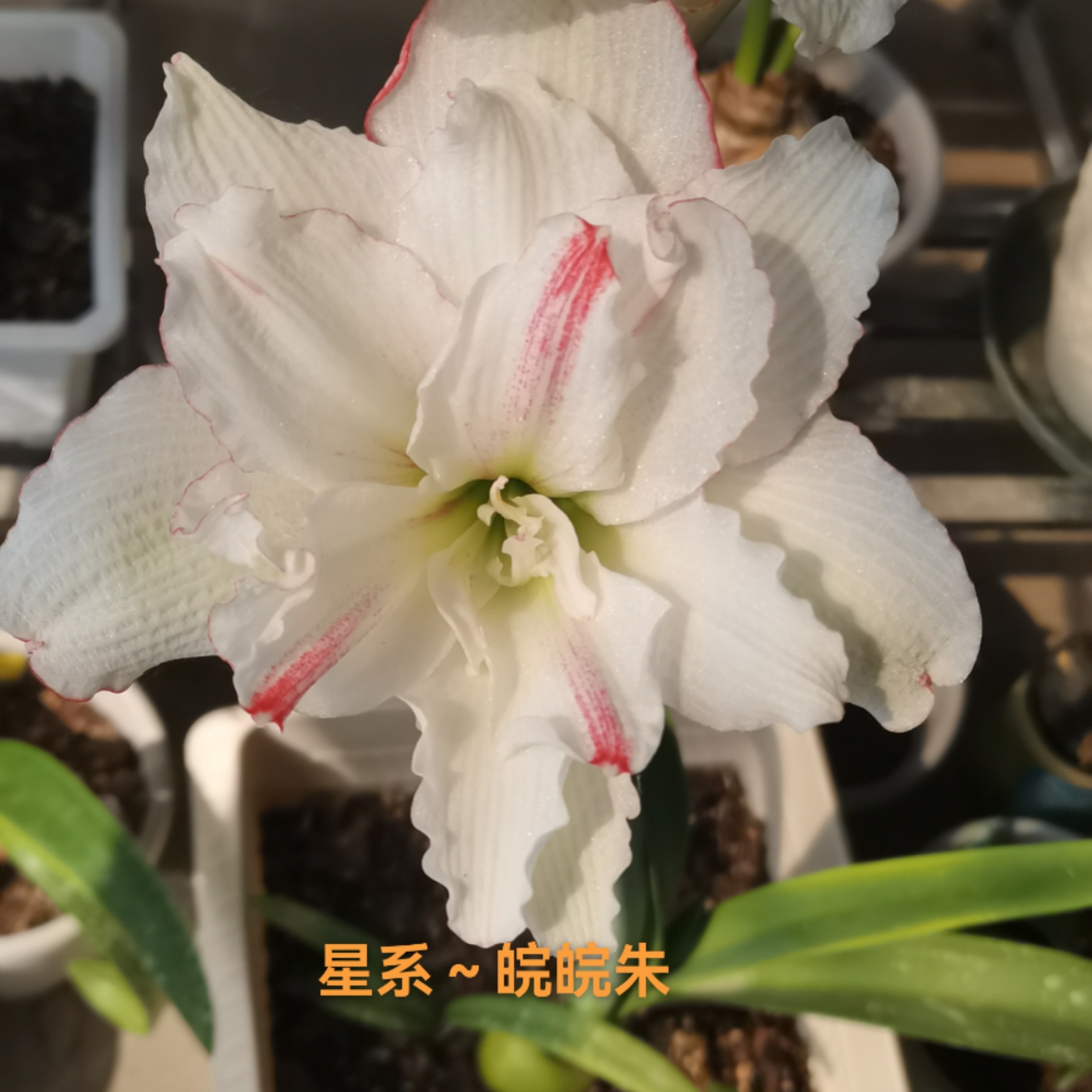 星系中大球6～6.5左右朱顶红