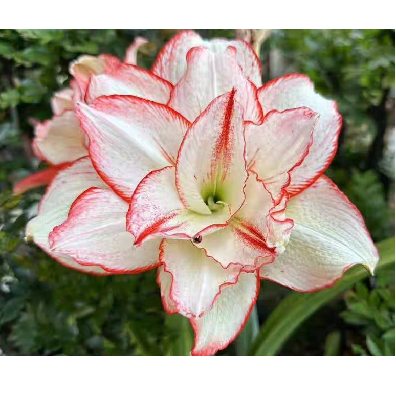 羽芙蓉5~6左右朱顶红