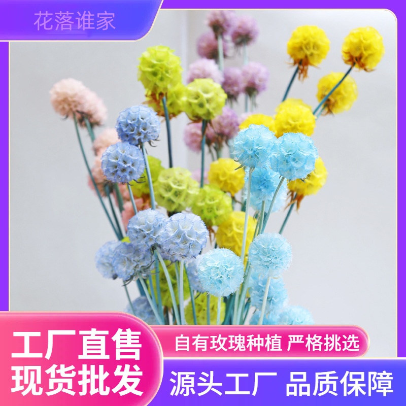 【永生花单头风车果】 风车果  ins风清新可爱果类干花装饰小花瓶