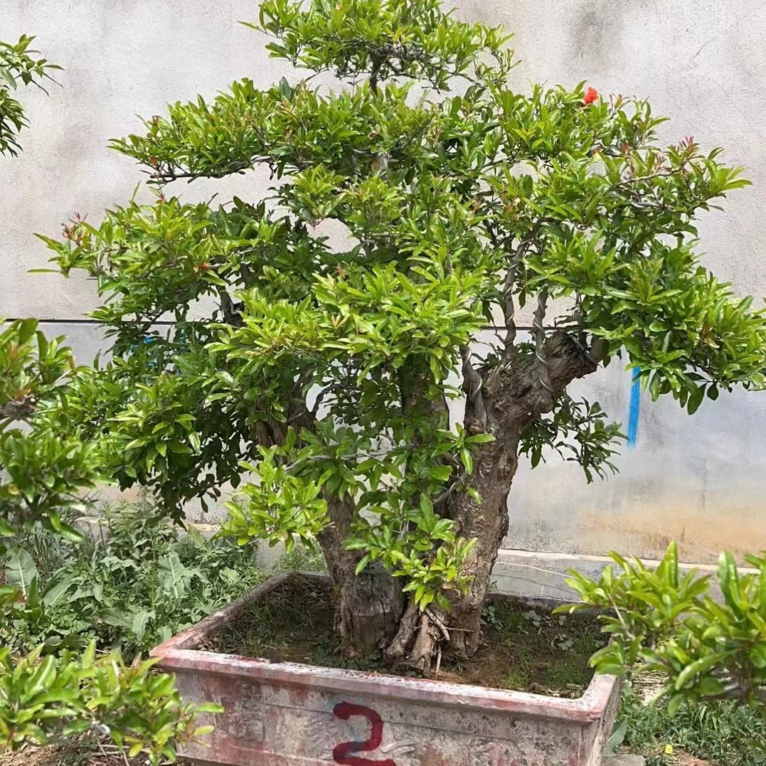 直播精品盆栽一物一拍