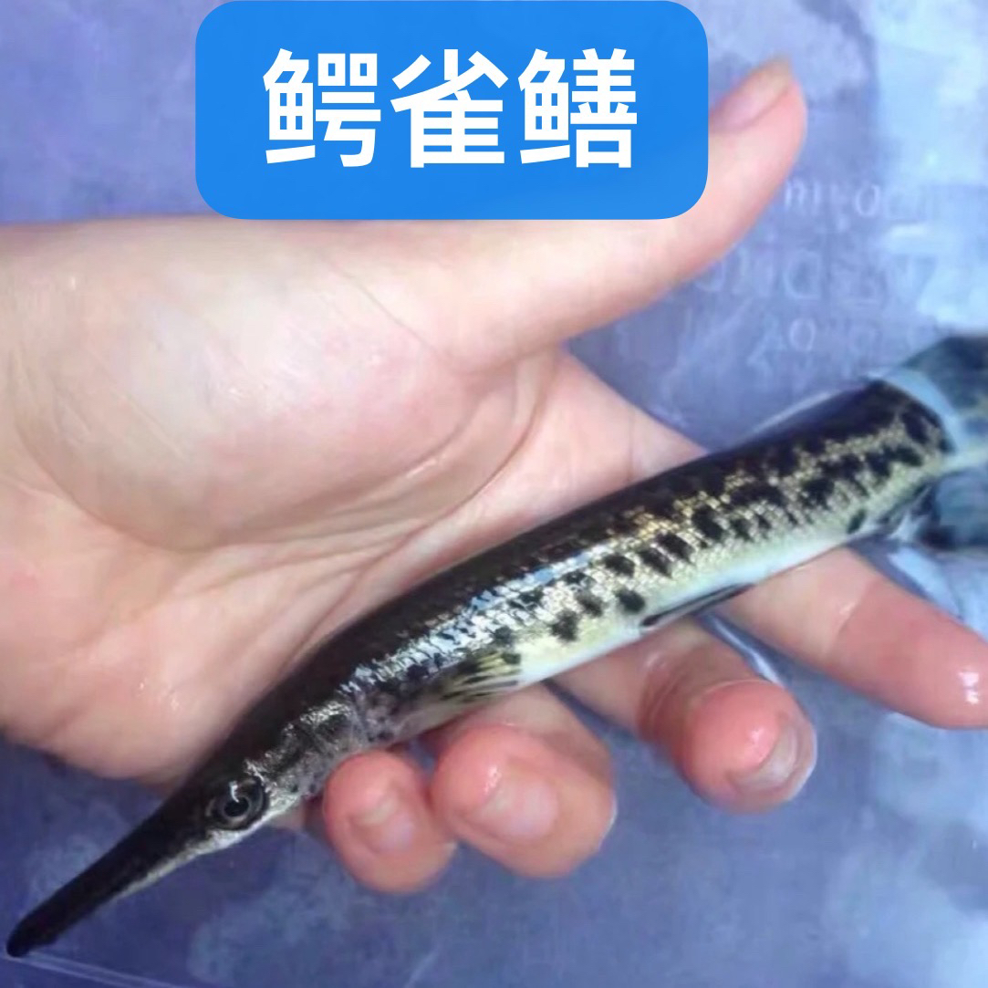 鳄雀鳝鱼福鳄苗猛鱼苗火箭福鳄尖嘴鳄凶猛大型观赏鱼活体活物养殖