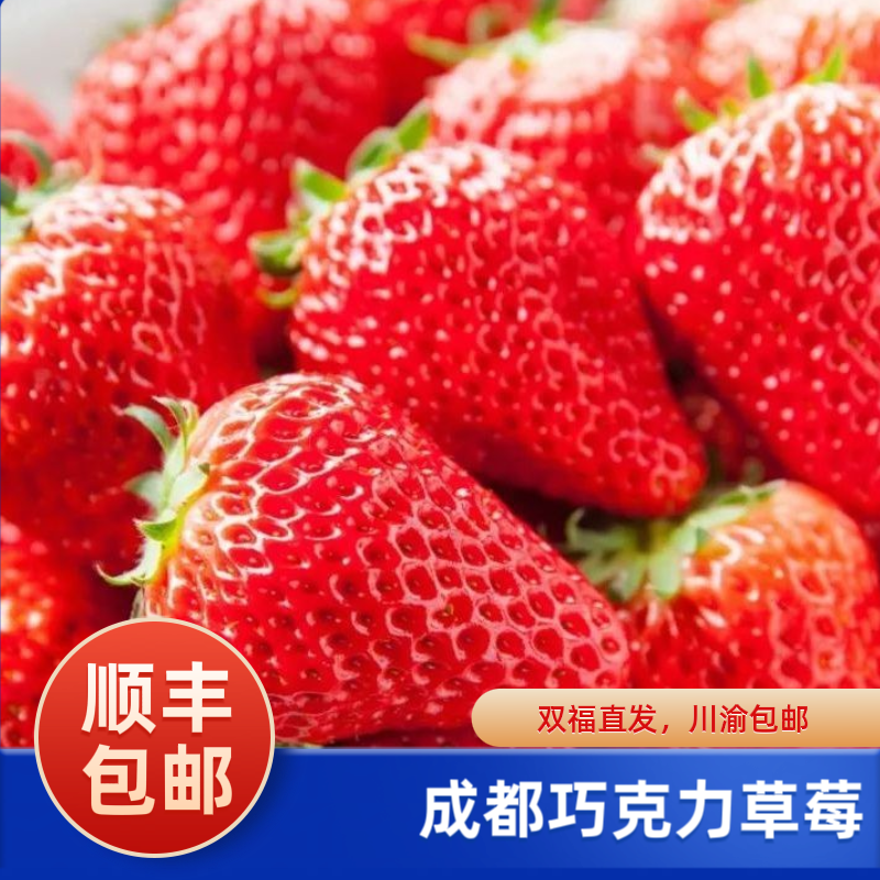 【姚姚福利】正宗成都巧克力草莓新鲜红颜草莓顺丰包邮奶油草莓现货