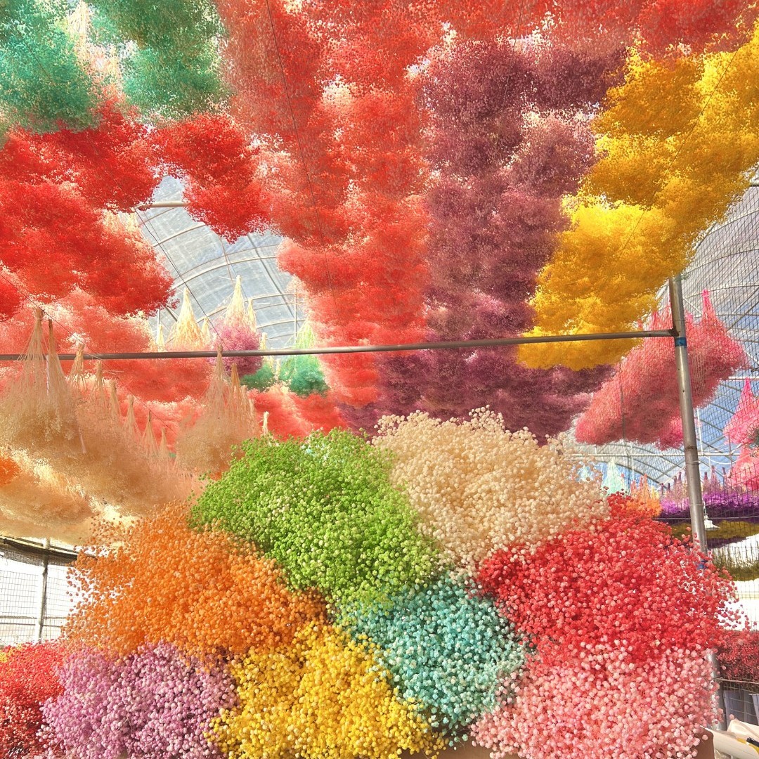 马卡龙永生满天星AA级