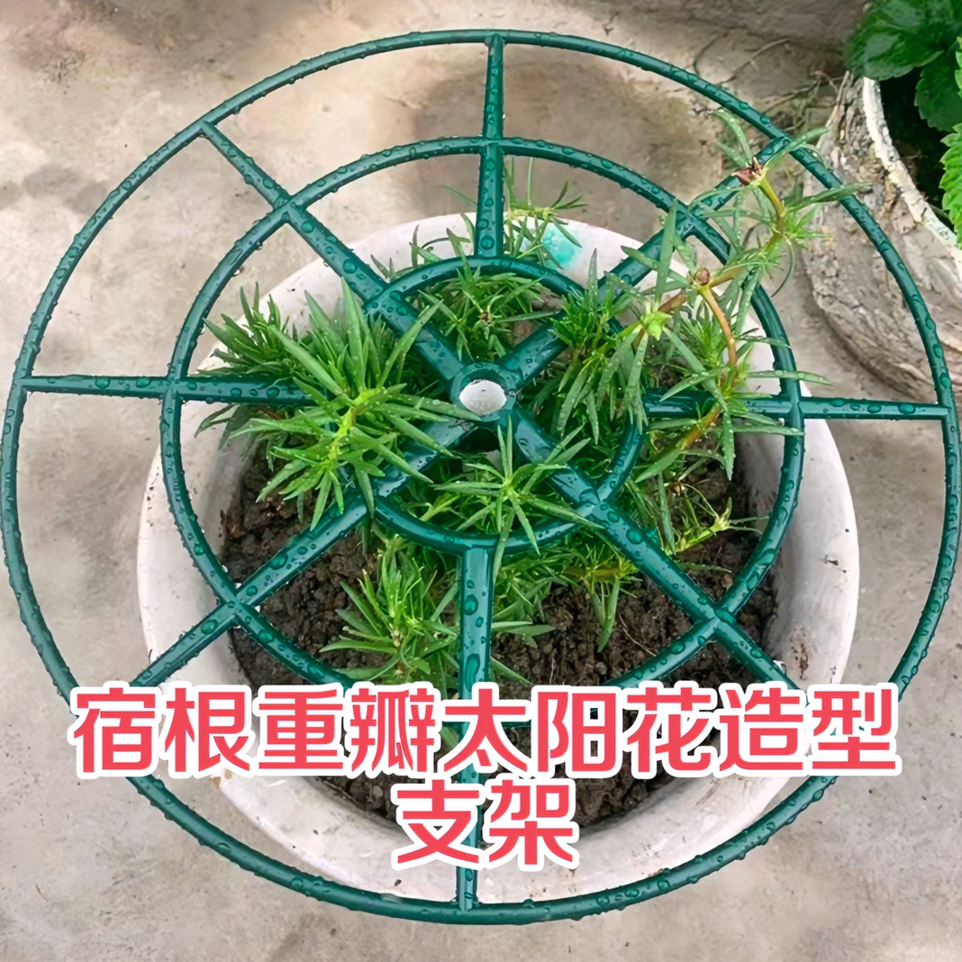 宿根重瓣太阳花造型支架夏季春季阳台花架栽培绑扎美观